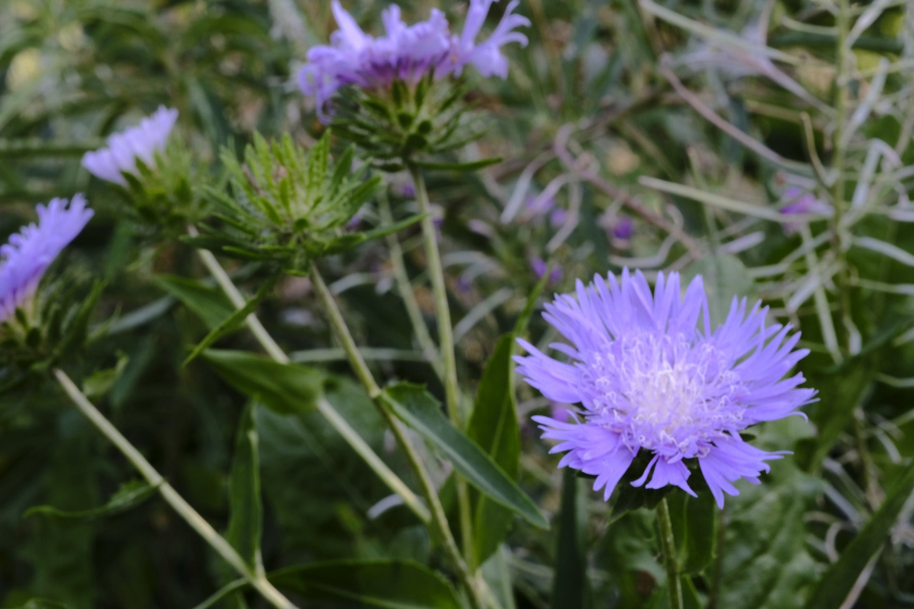 Image showing lilac-blue Stokesia laevis, commonly known as Stoke&