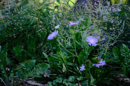 Image showing lilac-blue Stokesia laevis, commonly known as Stoke&