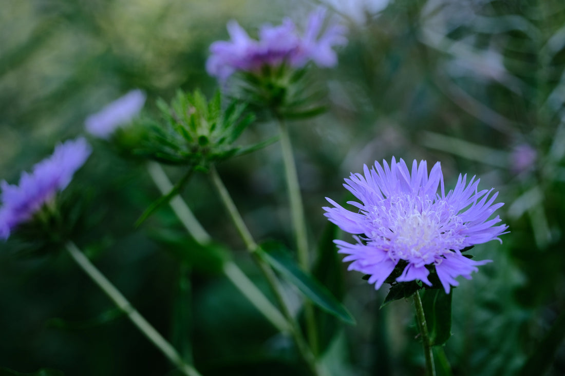 Image showing lilac-blue Stokesia laevis, commonly known as Stoke&