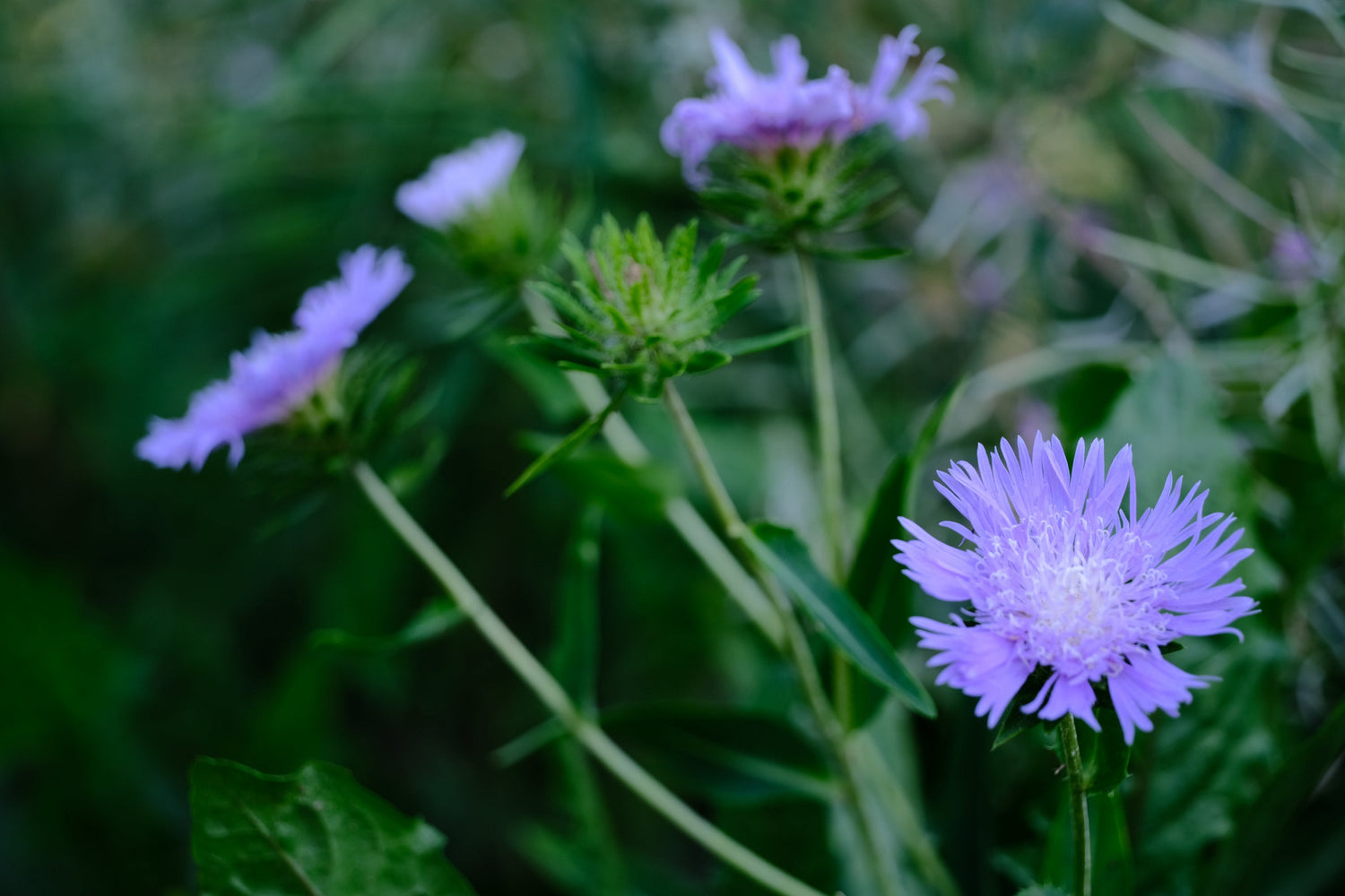 Image showing lilac-blue Stokesia laevis, commonly known as Stoke&