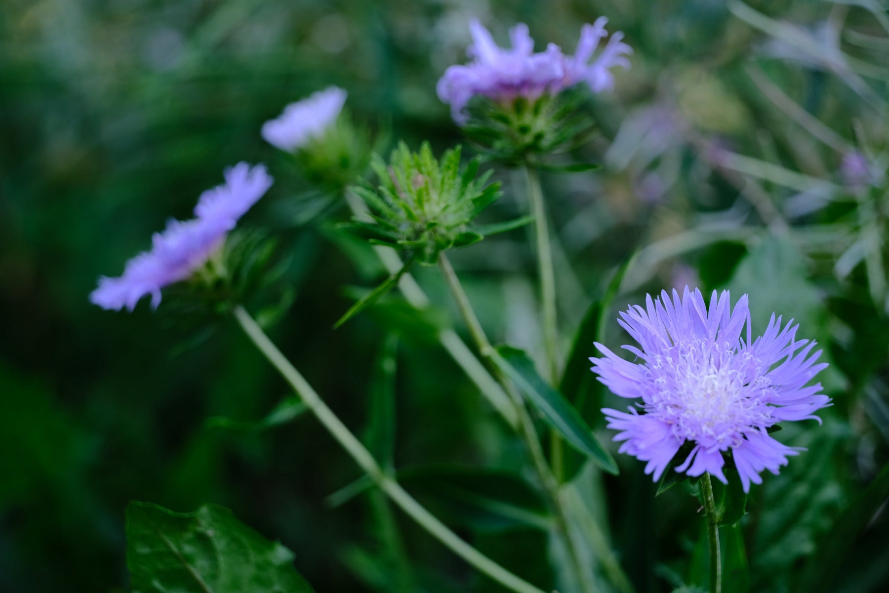 Image showing lilac-blue Stokesia laevis, commonly known as Stoke&