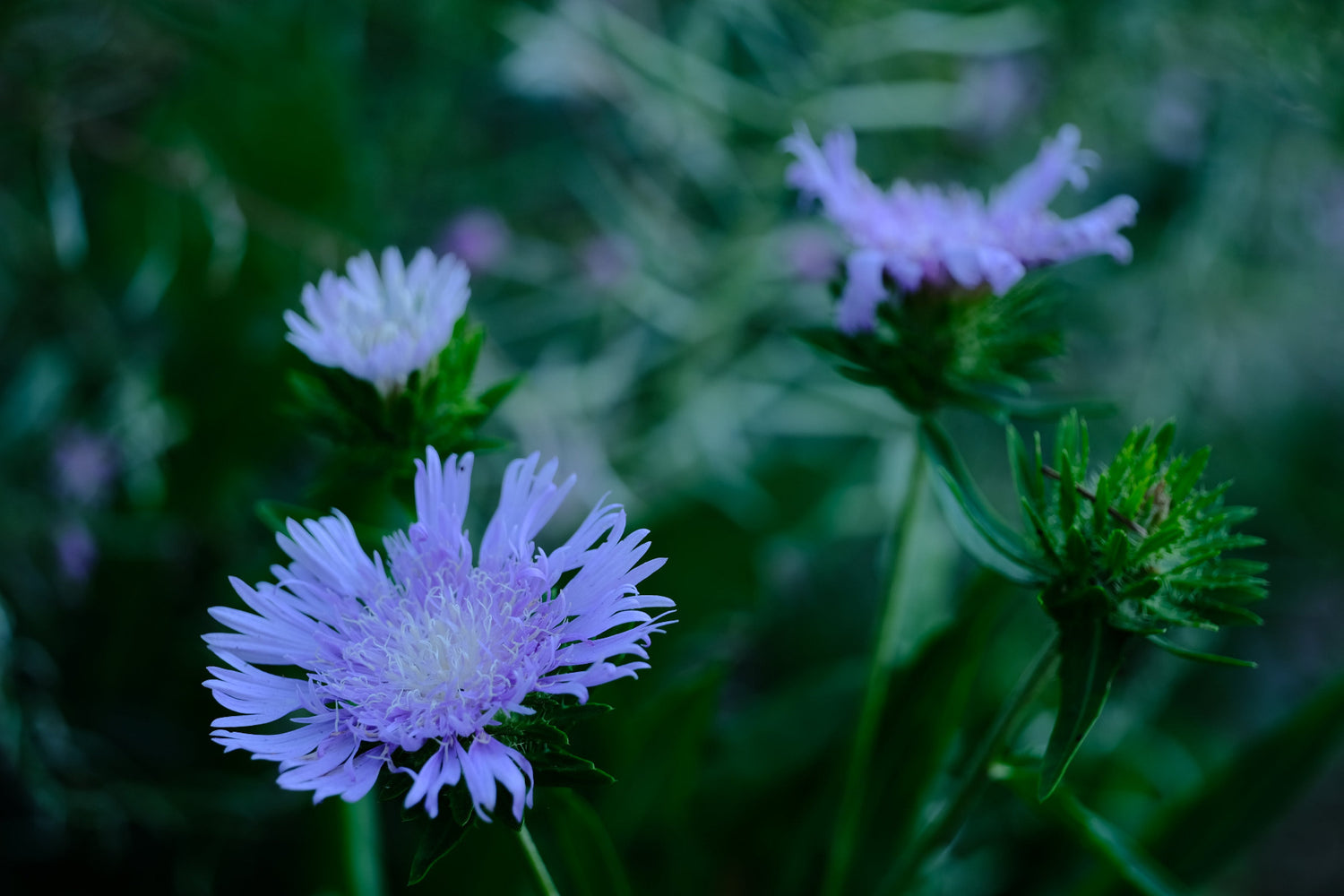 Image showing lilac-blue Stokesia laevis, commonly known as Stoke&