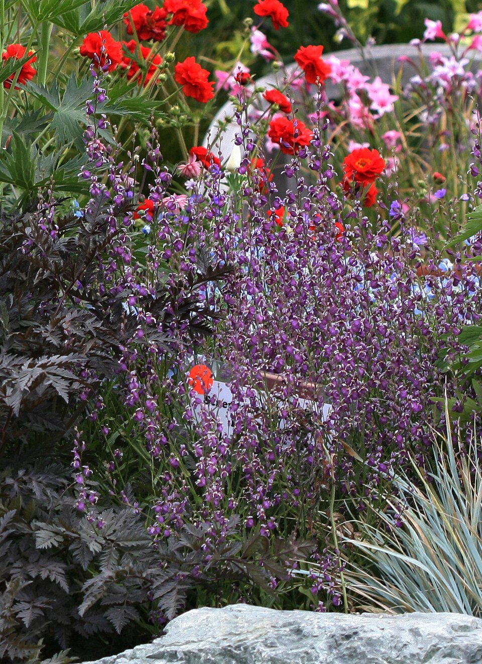 Garden scene with purple flowers, red Geum chiloense &