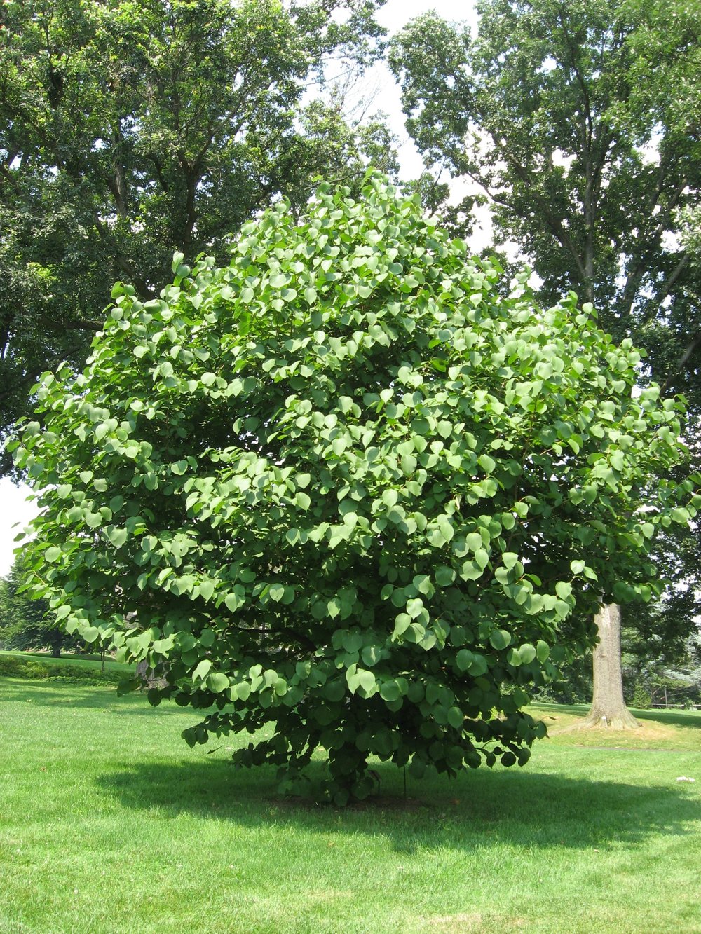 Styrax obassia (fragrant snowbell) form