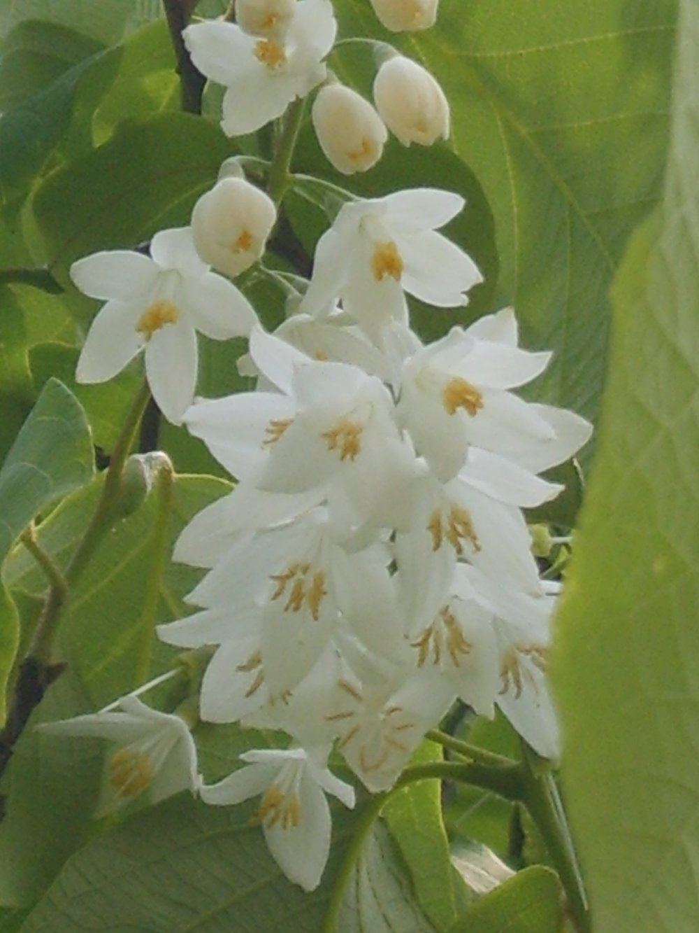 Styrax obassia (fragrant snowbell) flowers