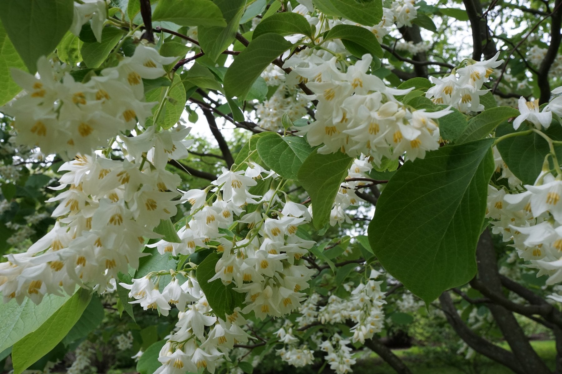 Styrax obassia (fragrant snowbell) in bloom