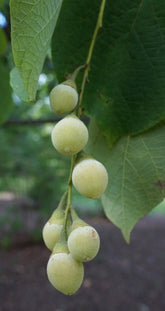 Styrax obassia (fragrant snowbell) seed pods