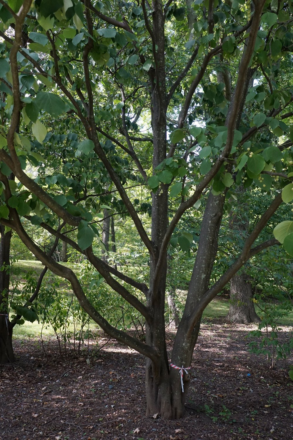 Styrax obassia (fragrant snowbell) trunk