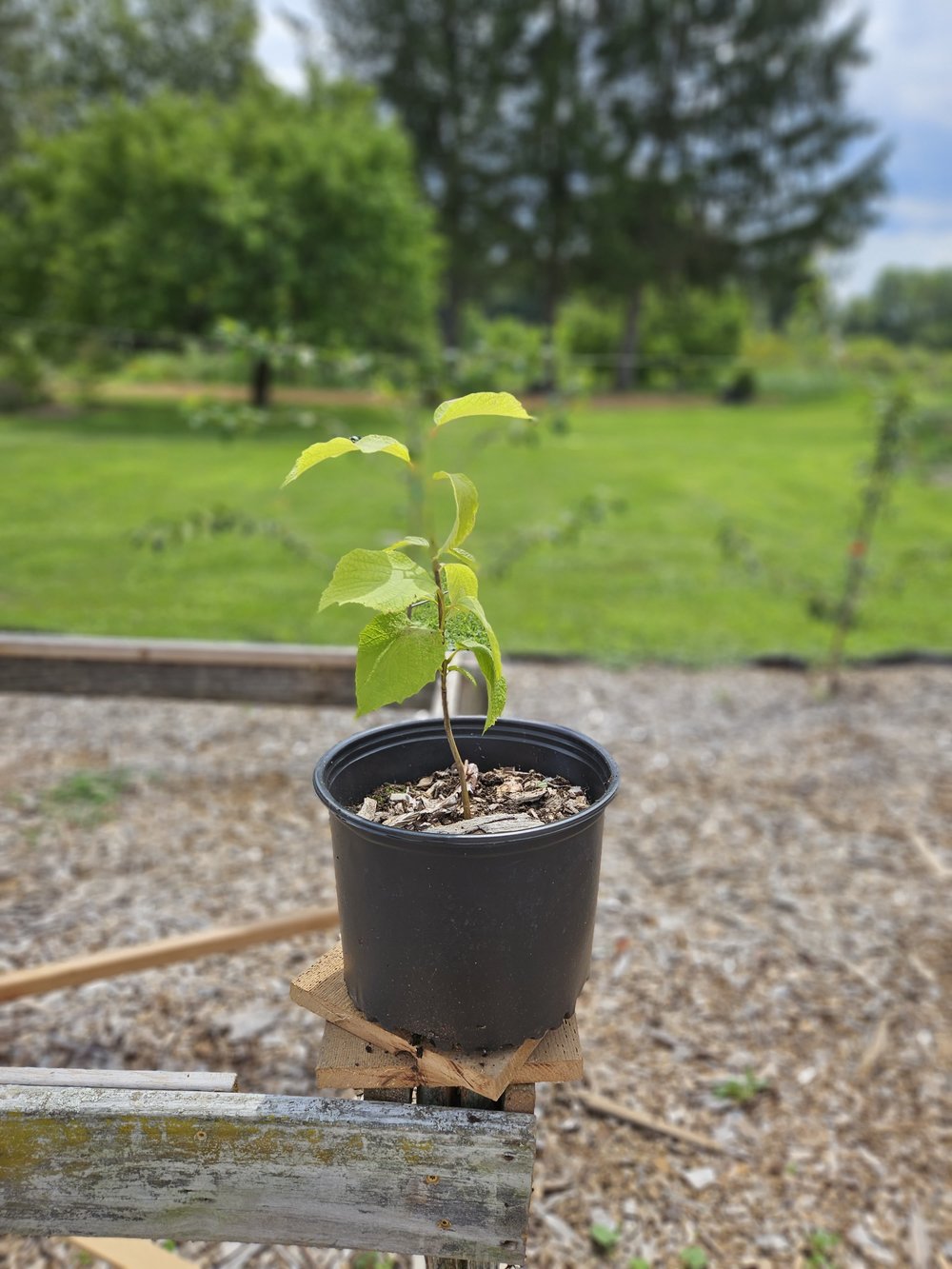 Styrax obassia (fragrant snowbell) sale size at The Old Dairy Nursery