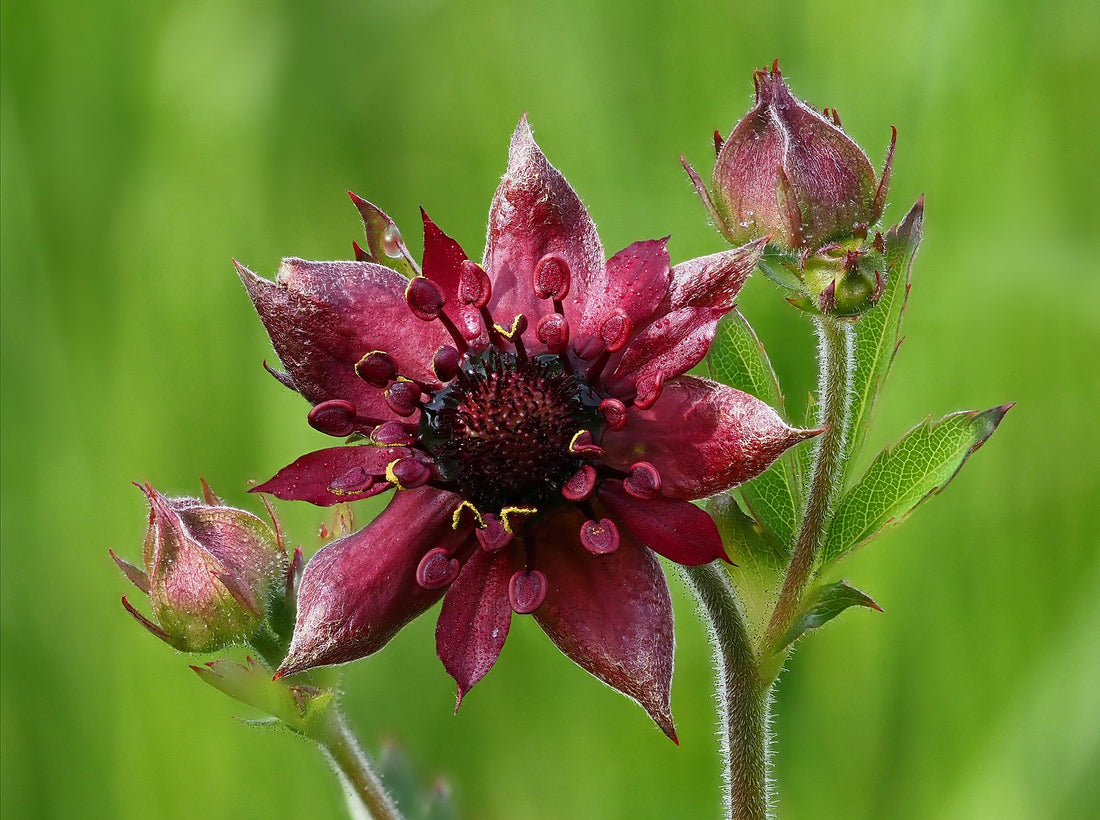 A close-up image of a marsh cinquefoil (Potentilla palustris) flower with a blurred background.