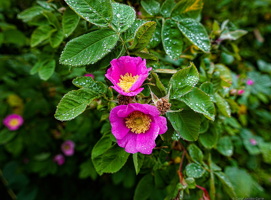 A close-up of two pink Rosa pisocarpa, commonly known as swamp rose, flowers with green leaves, showing dew or rain droplets on them.