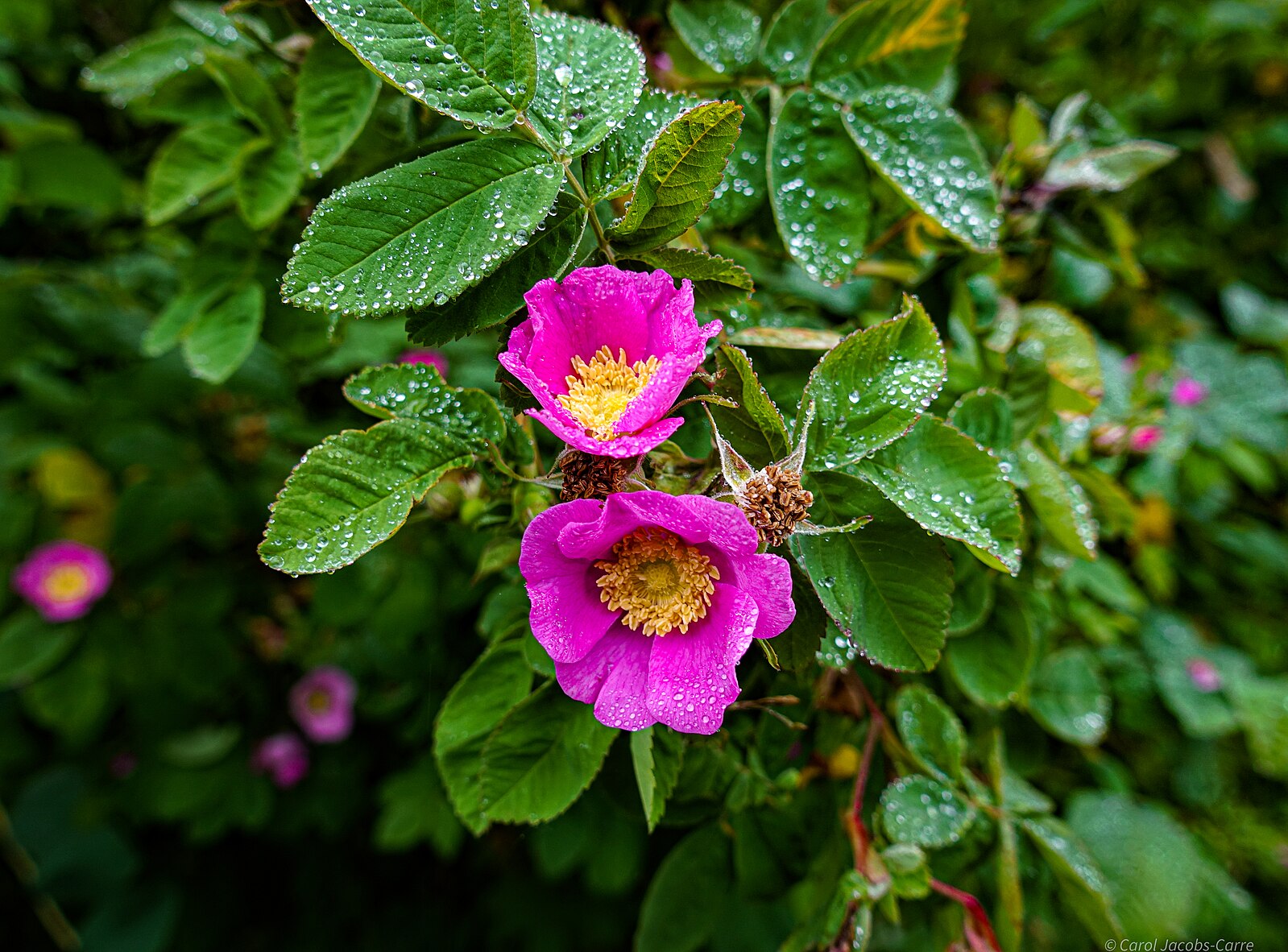 A close-up of two pink Rosa pisocarpa, commonly known as swamp rose, flowers with green leaves, showing dew or rain droplets on them.