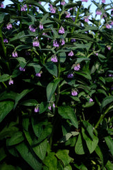 Symphytum x uplandicum | comfrey