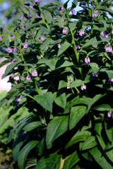 Symphytum x uplandicum | comfrey