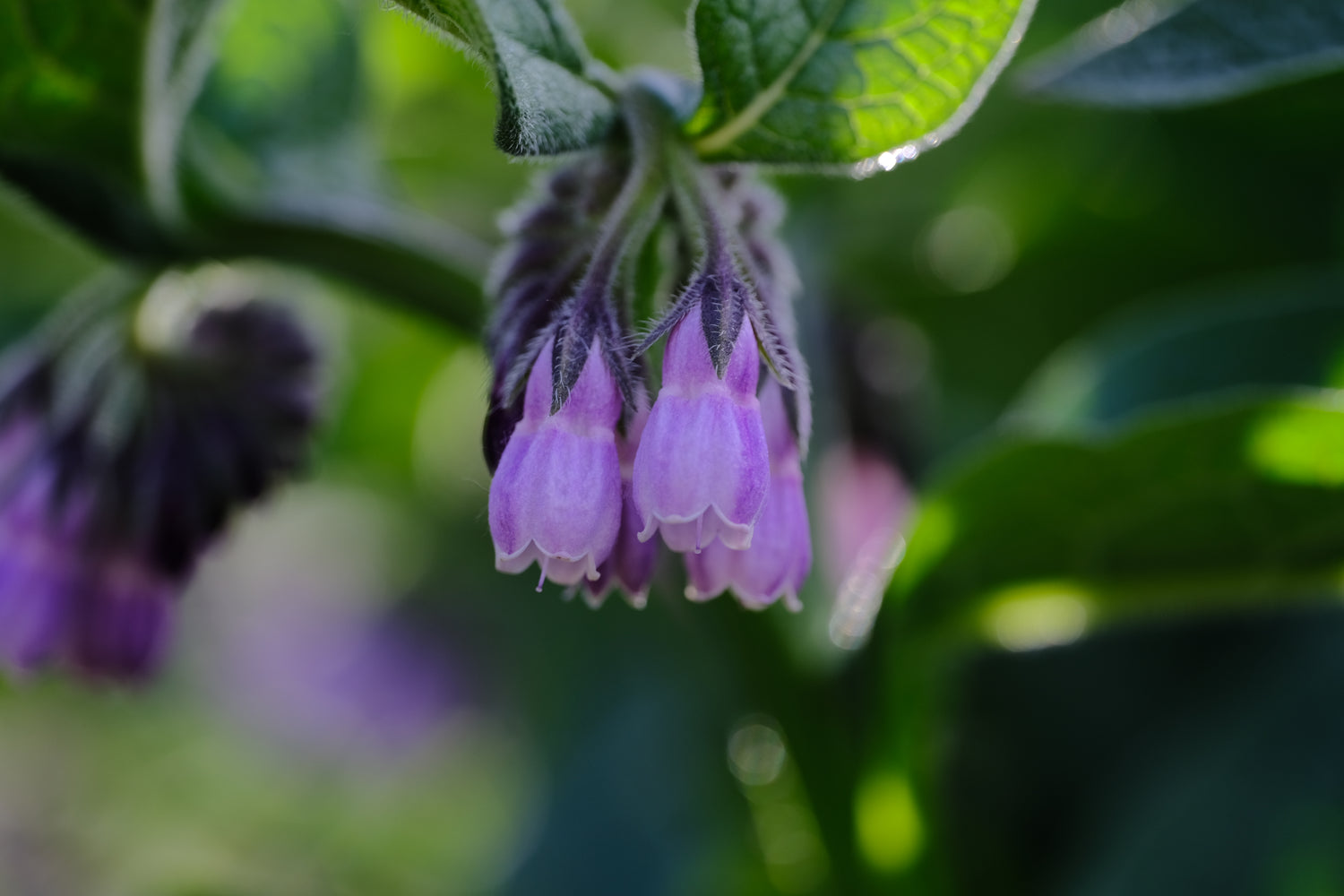 Symphytum x uplandicum | comfrey lilac flowers