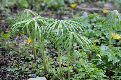 Syneilesis aconitifolia (shredded umbrella plant) emerging in spring