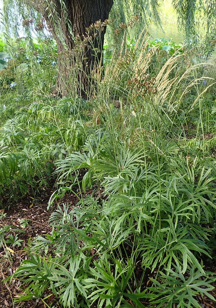 Syneilesis aconitifolia (shredded umbrella plant) in the woodland