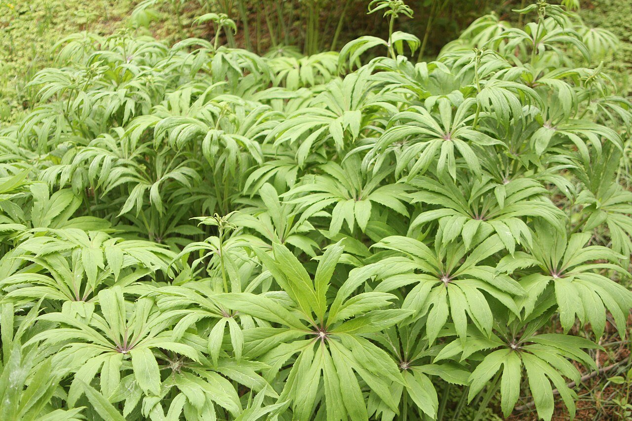 Syneilesis palmata (palmate shredded umbrella plant) foliage