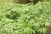 Syneilesis palmata (palmate shredded umbrella plant) foliage