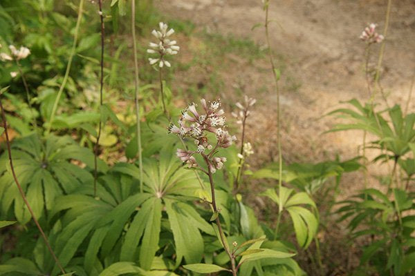 Syneilesis palmata (palmate shredded umbrella plant) flower