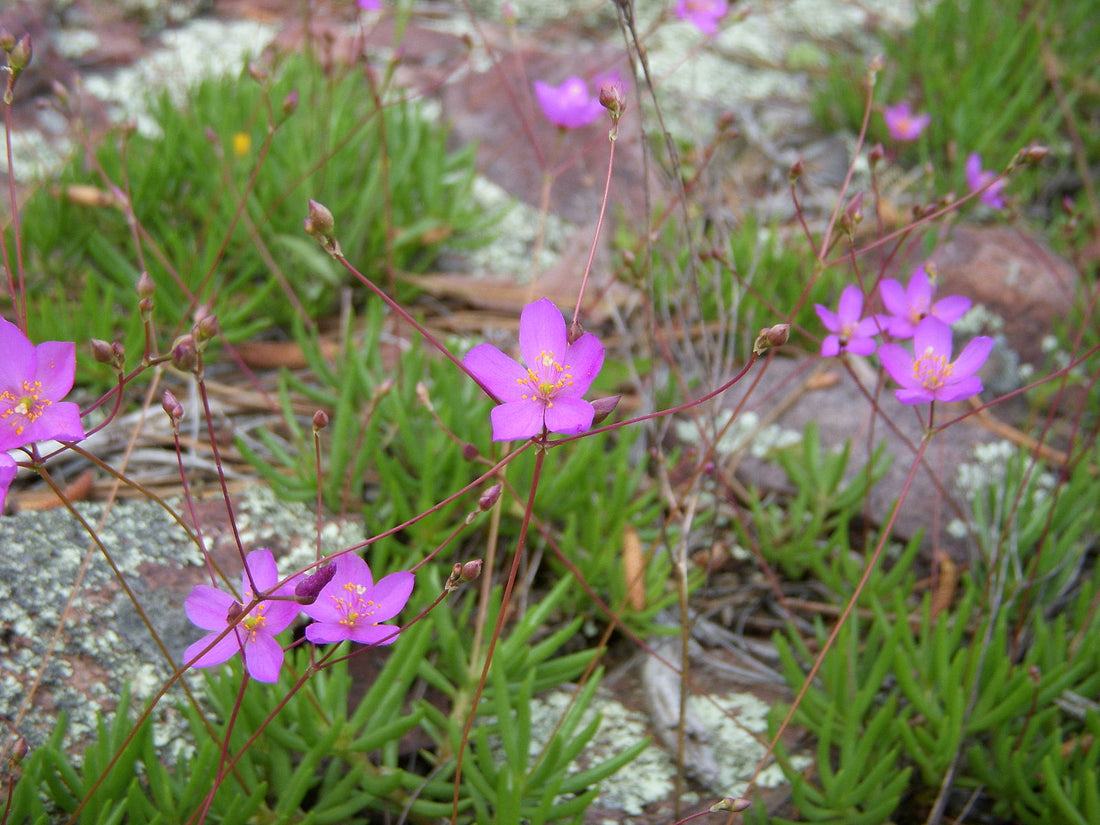 Phemeranthus calycinus (fameflower) magenta pink flowers and tuffet of succulent foliage