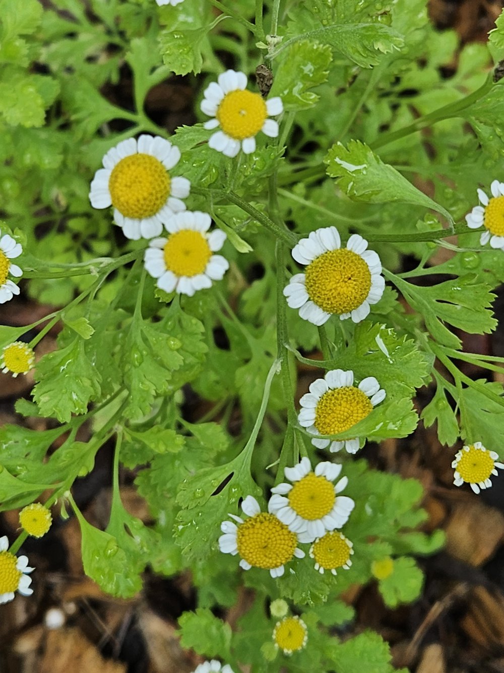 Tanacetum parthenium &