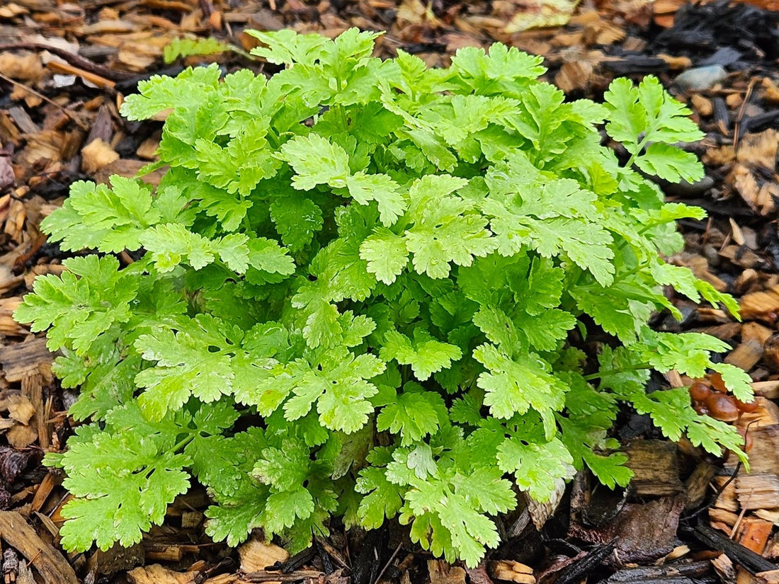 Tanacetum parthenium &