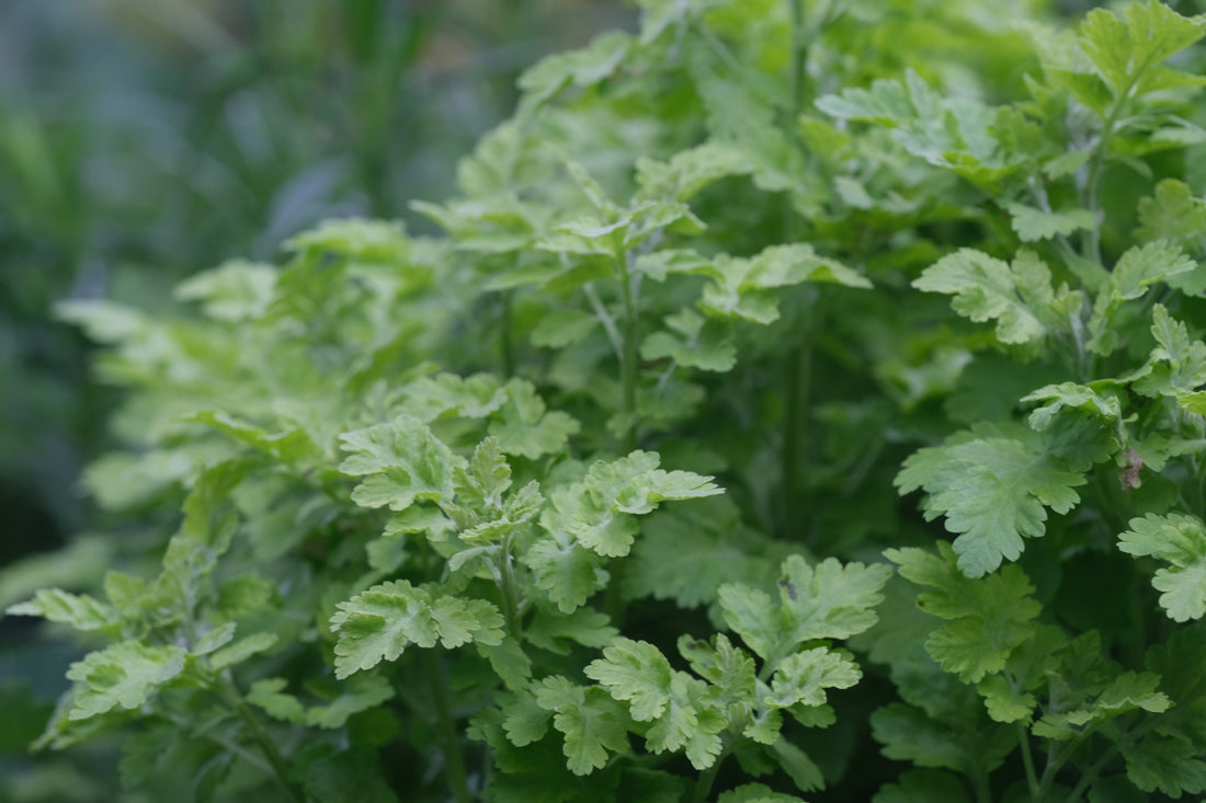 Close-up of a green leafy Tanacetum parthenium &