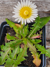 Taraxacum albidum (dandelion) 4" pot