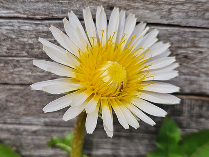 Taraxacum albidum (dandelion) bloom