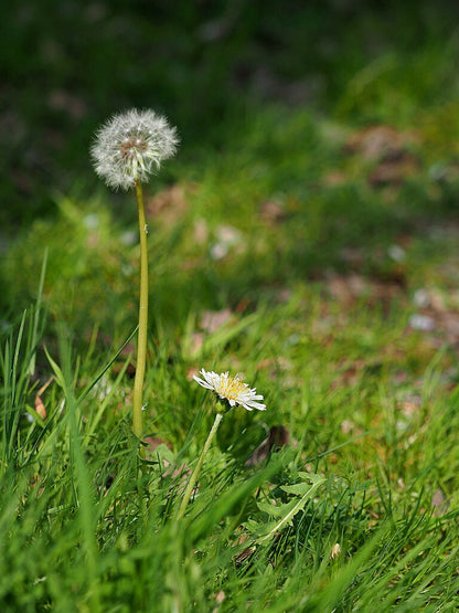 Taraxacum albidum (dandelion) seedhead