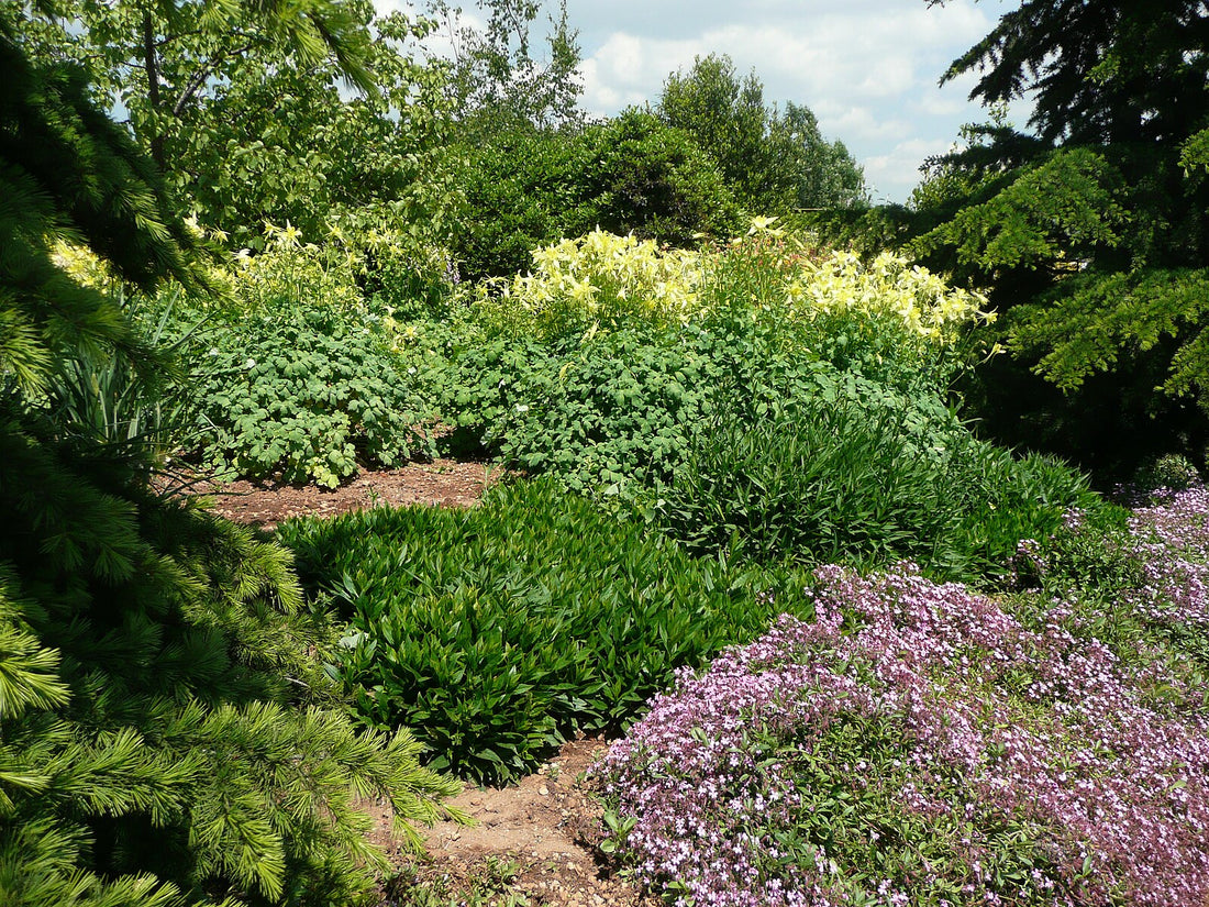 Garden with Aquilegia chrysantha &
