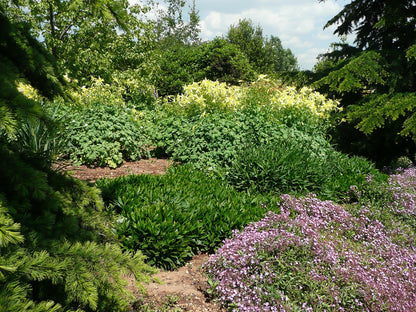 Garden with Aquilegia chrysantha &