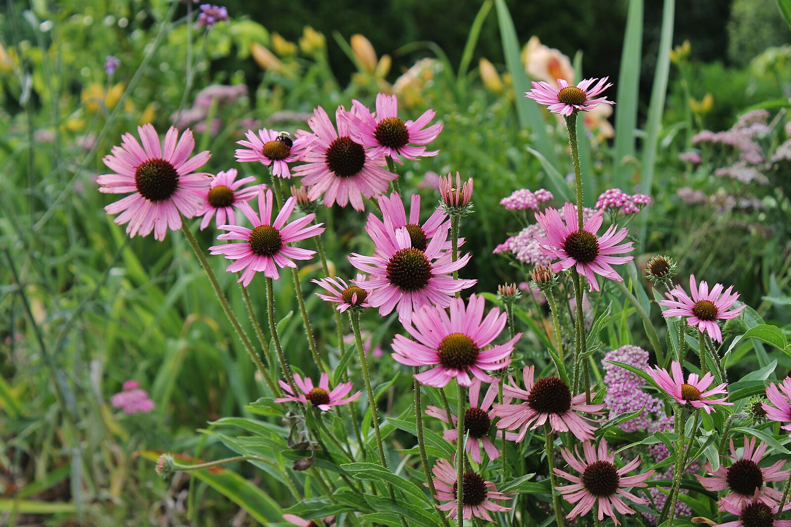 An image of pink Echinacea tennesseensis, commonly known as Tennessee coneflower, flowers in the garden. 