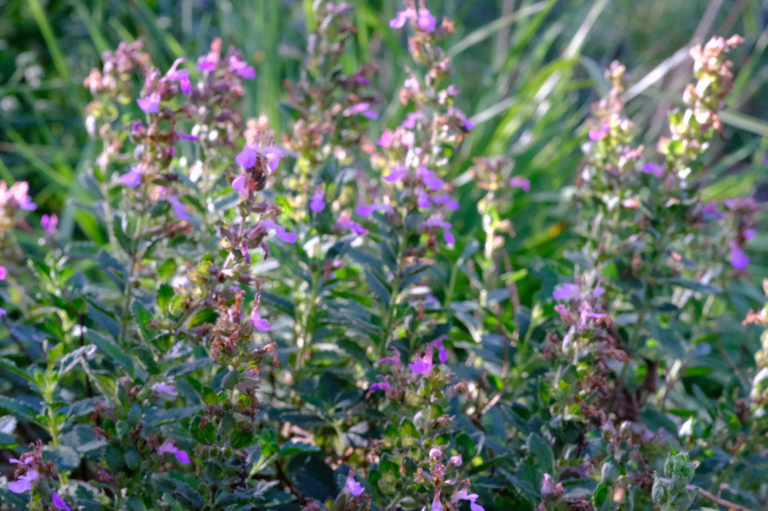 Teucrium chamaedrys (wall germander) in bloom