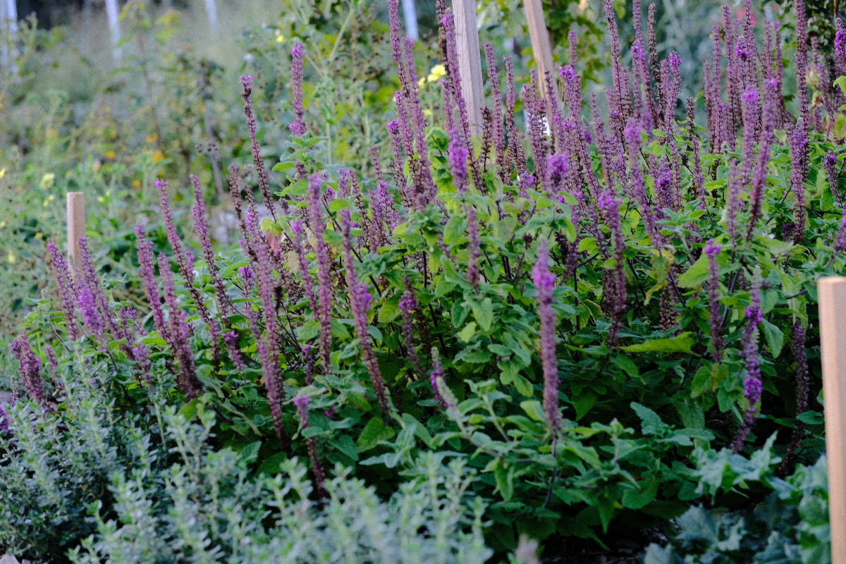 Teucrium hircanicum blooming in the late fall garden at The Old Dairy Nursery