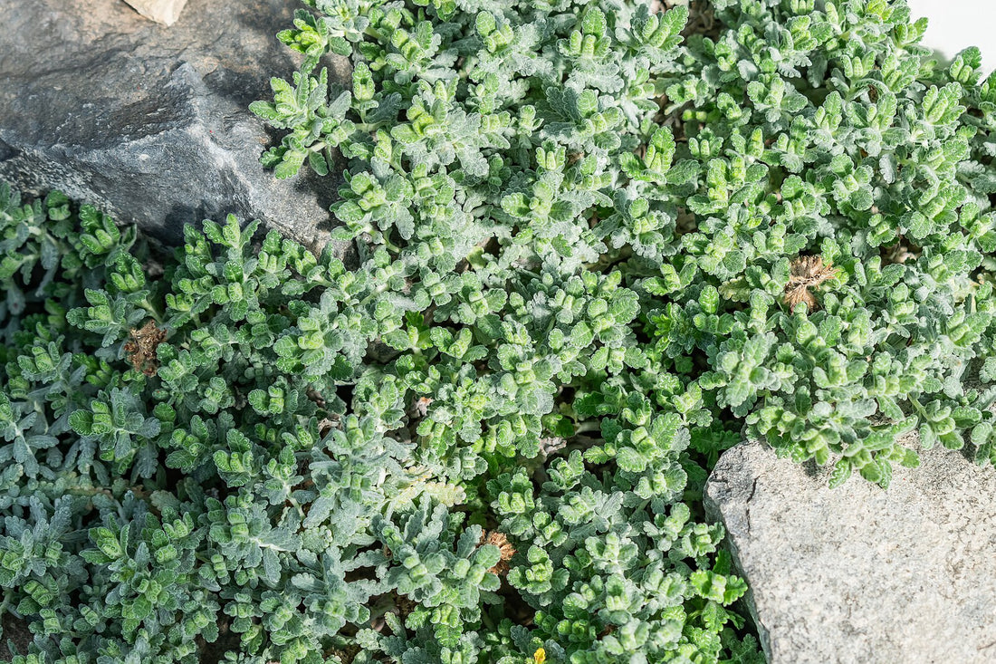 An image of Teucrium polium, commonly known as felty germander, growing over rocks.