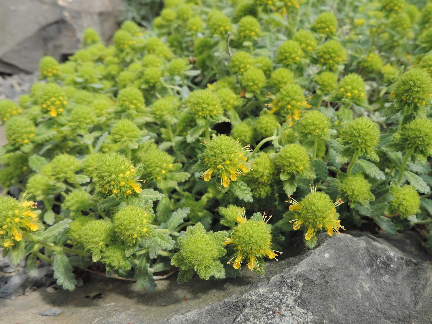 A cluster of green germander plants with small yellow flowers, growing outdoors.