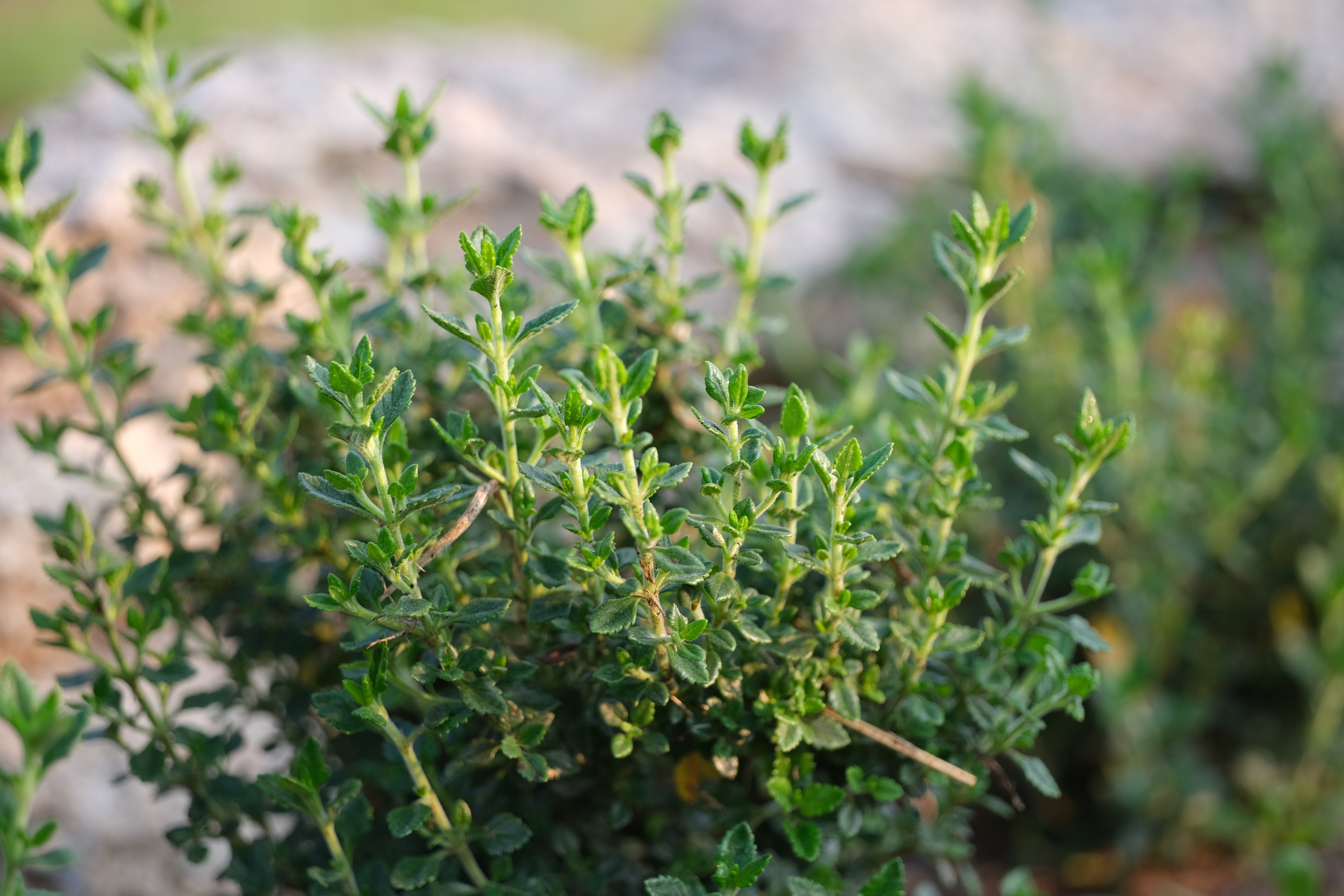 Teucrium chamaedrys (wall germander) foliage