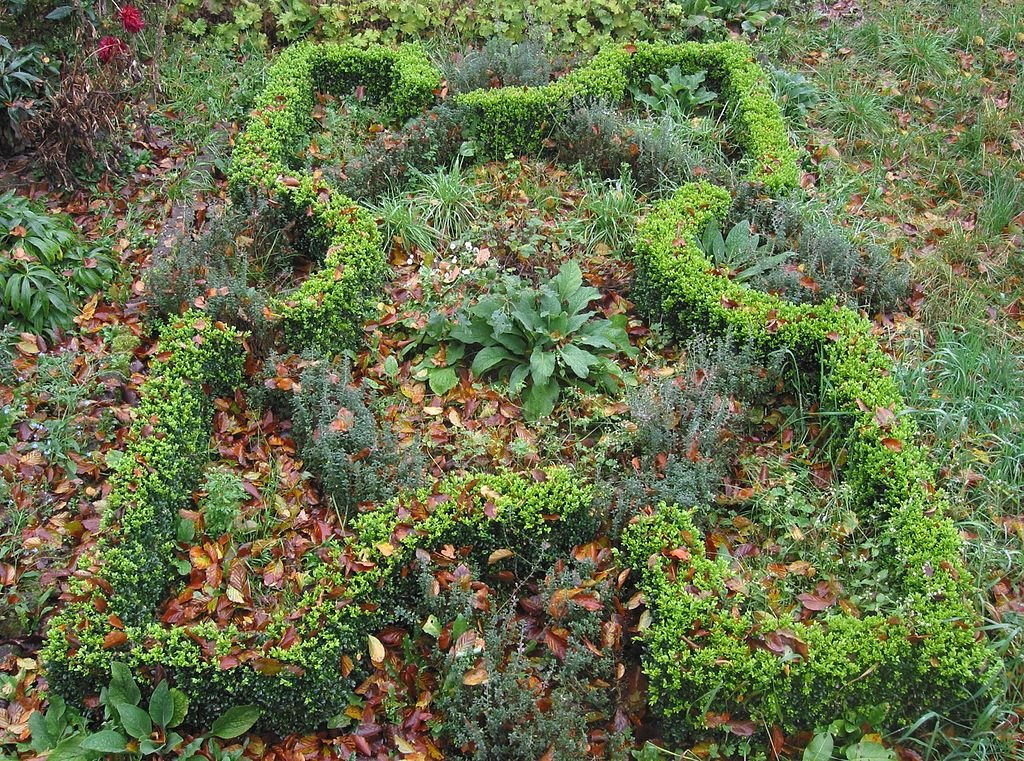 Teucrium chamaedrys (wall germander) knot garden