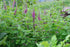 Teucrium hircanicum (Iranian wood sage) in the garden