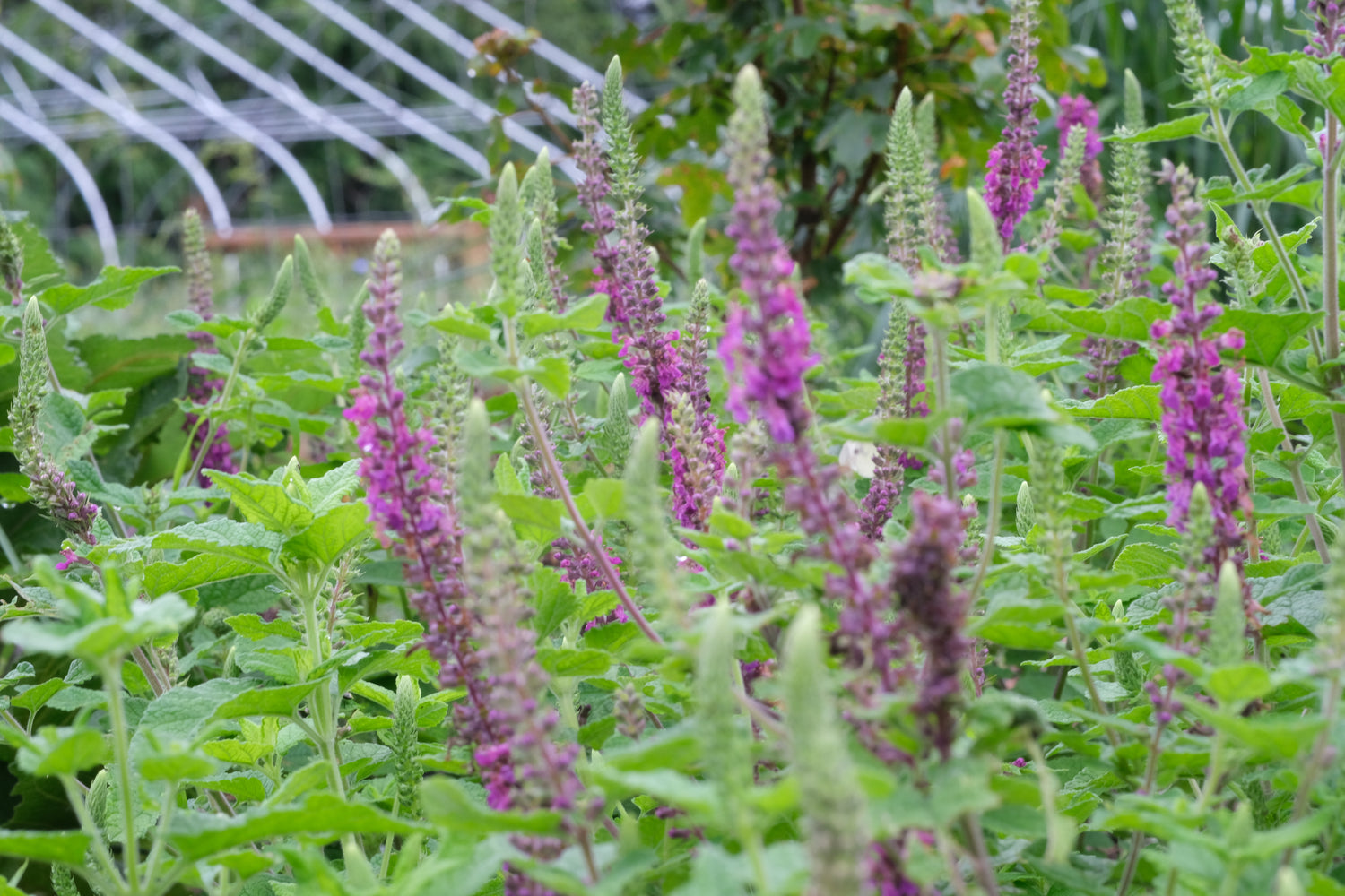 Teucrium hircanicum (Iranian wood sage) in full bloom