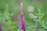 Teucrium hircanicum (Iranian wood sage) close up of bloom