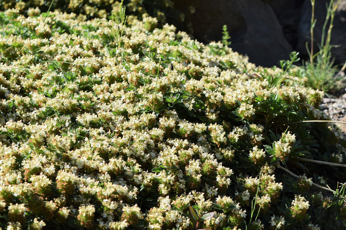 Teucrium montanum (mountain germander) in bloom