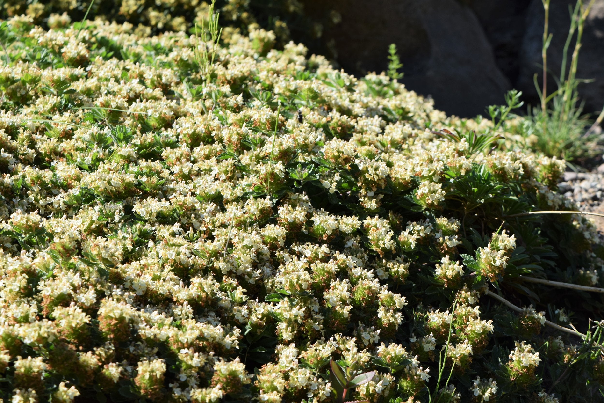 Teucrium montanum (mountain germander) in bloom