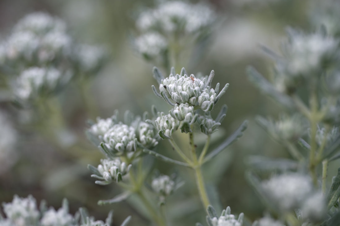 Felty germander (Teucrium polium) silver flowers and foliage against a blurred gren background