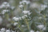 Felty germander (Teucrium polium) silver flowers and foliage against a blurred gren background