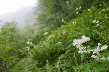 Thalictrum aquilegifolium (meadow rue) in garden