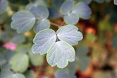 Thalictrum aquilegifolium (meadow rue) glaucous foliage