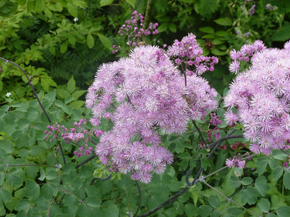 Thalictrum aquilegifolium (meadow rue) pink blooms